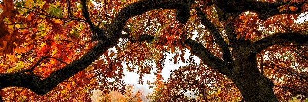 Jesień, Drzewo