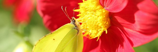 Motyl, Owad, Cytrynek, Dalia, Kwiat