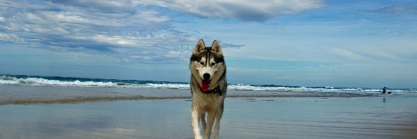 Morze, Plaża, Pies