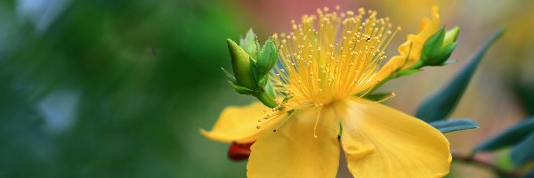 Kwiaty, Żółte, Dziurawiec Hidcote