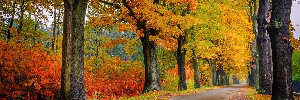 Jesień, Drzewa, Droga