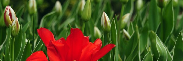 Tulipany, Pączki, Kwiat