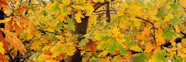 Liście, Gałęzie, Drzewo, Jesień