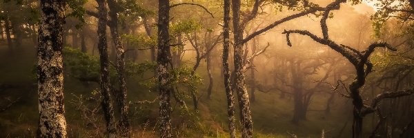 Szkocja, Las, Hrabstwo Highland, Mgła, Drzewa