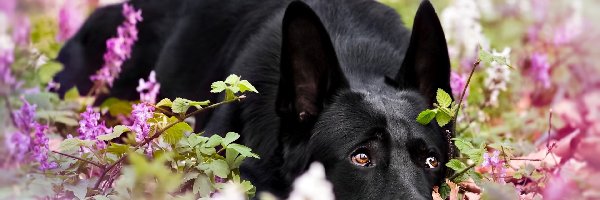 Leżący, Pies, Czarny, Bzu, Kwiaty