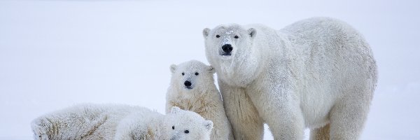 Białe, Polarne, Niedźwiedzie, Trzy