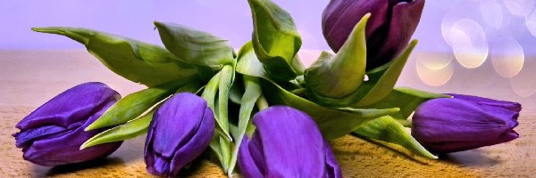 Tulipany, Fioletowe, Kwiaty
