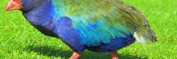 Takahe, Ptaki