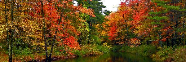 Rzeka, Drzewa, Kolorowe, Jesień, Park