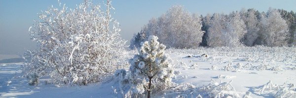 Śnieg, Krzewy, Drzewa