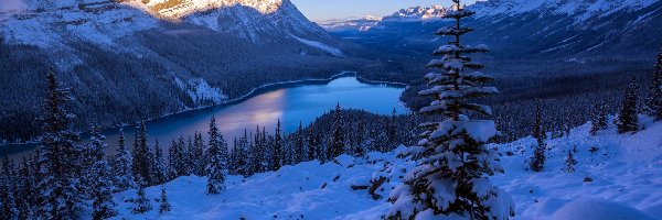 Lasy, Jezioro Peyto, Góry, Zima, Park Narodowy Banff, Kanada
