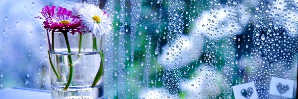 Deszcz, Szyba, Kwiaty