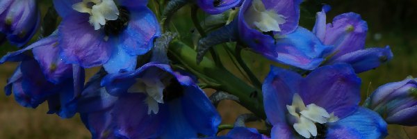 Ostróżka, Niebieskie, Kwiaty