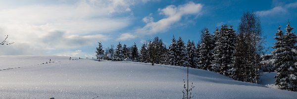 Pole, Śnieg, Drzewa, Zima