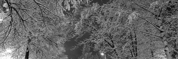 Drzewa, Park, Zima