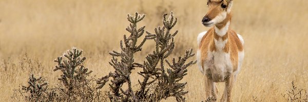 Antylopa, Roślina, Widłoróg amerykański, Trawy, Sawanna