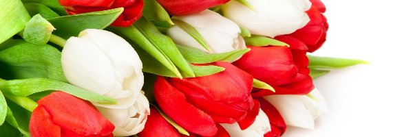 Tulipany, Czerwone, Białe