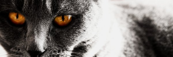 Oczy, Pomarańczowe, Kot