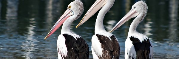 Pelikany, Trzy