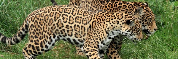 Jaguary, Młode
