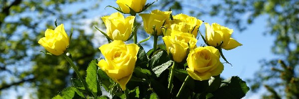 Róże, Żółte, Bukiet