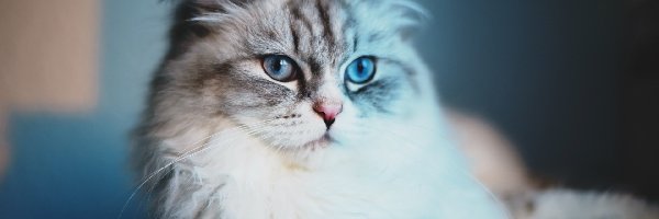 Kot, Oczy, Niebieskie, Puszysty