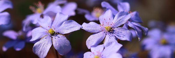 Kwiaty, Przylaszczki, Liliowe