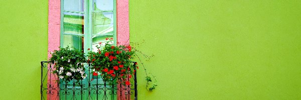Pelargonia, Kwiaty, Balkon
