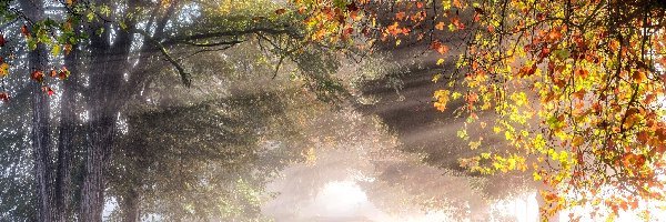 Jesień, Droga, Drzewa, Liście, Przebijające światło