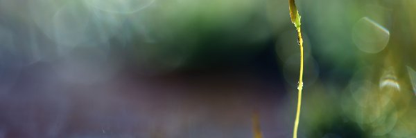 Porost, Bokeh, Źdźbło, Mech