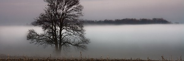 Mgła, Drzewo, Pole