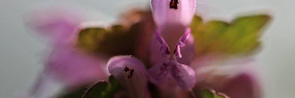 Kwiaty, Fioletowe, Jasnota Purpurowa