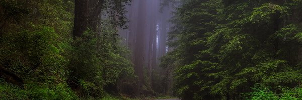 Mgła, Park Narodowy Redwood, Las, Stan Kalifornia, Stany Zjednoczone, Sekwoje, Drzewa