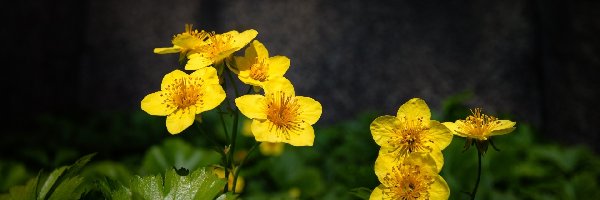 Kaczeńce, Kwiatki, Żółte