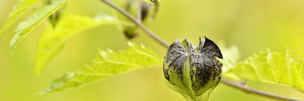 Roślina, Liście, Gałązka, Nikandra miechunkowa