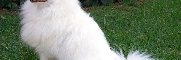 American Eskimo Dog, Piesek, Biały