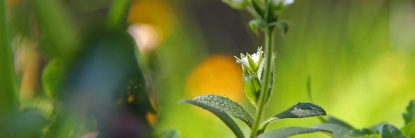 Trawa, Zieleń, Liście, Roślinki