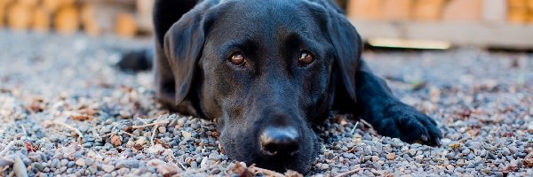 Labrador retriever, Czarny, Pies