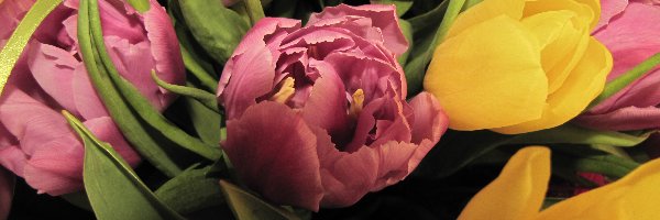 Tulipany, Żółte, Różowe