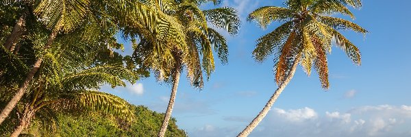 Wyspa, Morze Karaibskie, Palmy, Tropiki, Plaża La Sagesse, Grenada