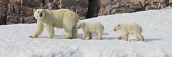 Niedzwiedź Polarny, Dzieci, Mama, Skała, Lód