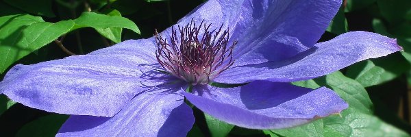 Clematis, Kwiaty, Przyroda