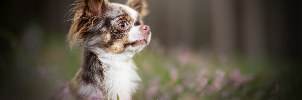 Mordka, Chihuahua długowłosa, Pies
