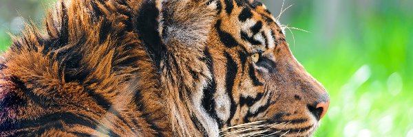 Profil, Tygrys