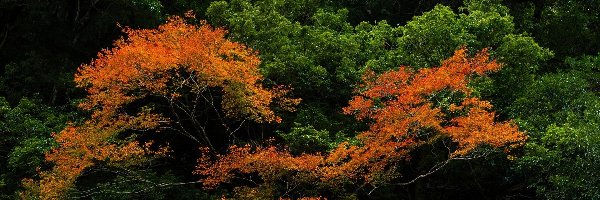 Liście, Drzewa, Kolorowe