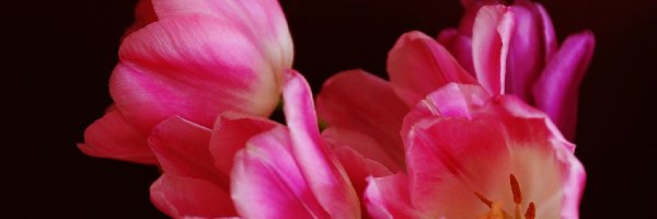 Tulipany, Tło, Czarne, Różowe