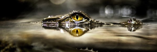 Oko, Krokodyl