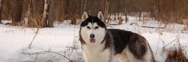 Zima, Las, Śnieg, Alaskan Malamute, Pies