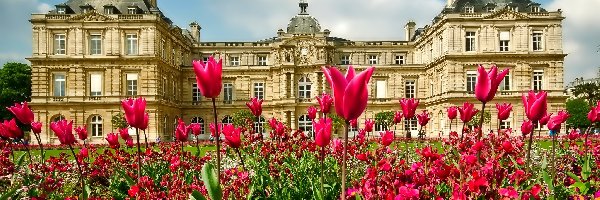 Pałac, Ogród, Luksemburski, Paryż, Kwiaty