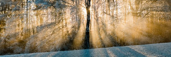 Las, Zima, Drzewa, Przebijające Światło, Śnieg